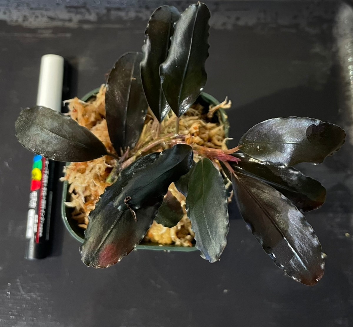 め*ん様 ブセファランドラ Purple2020 Bucephalandra sp.