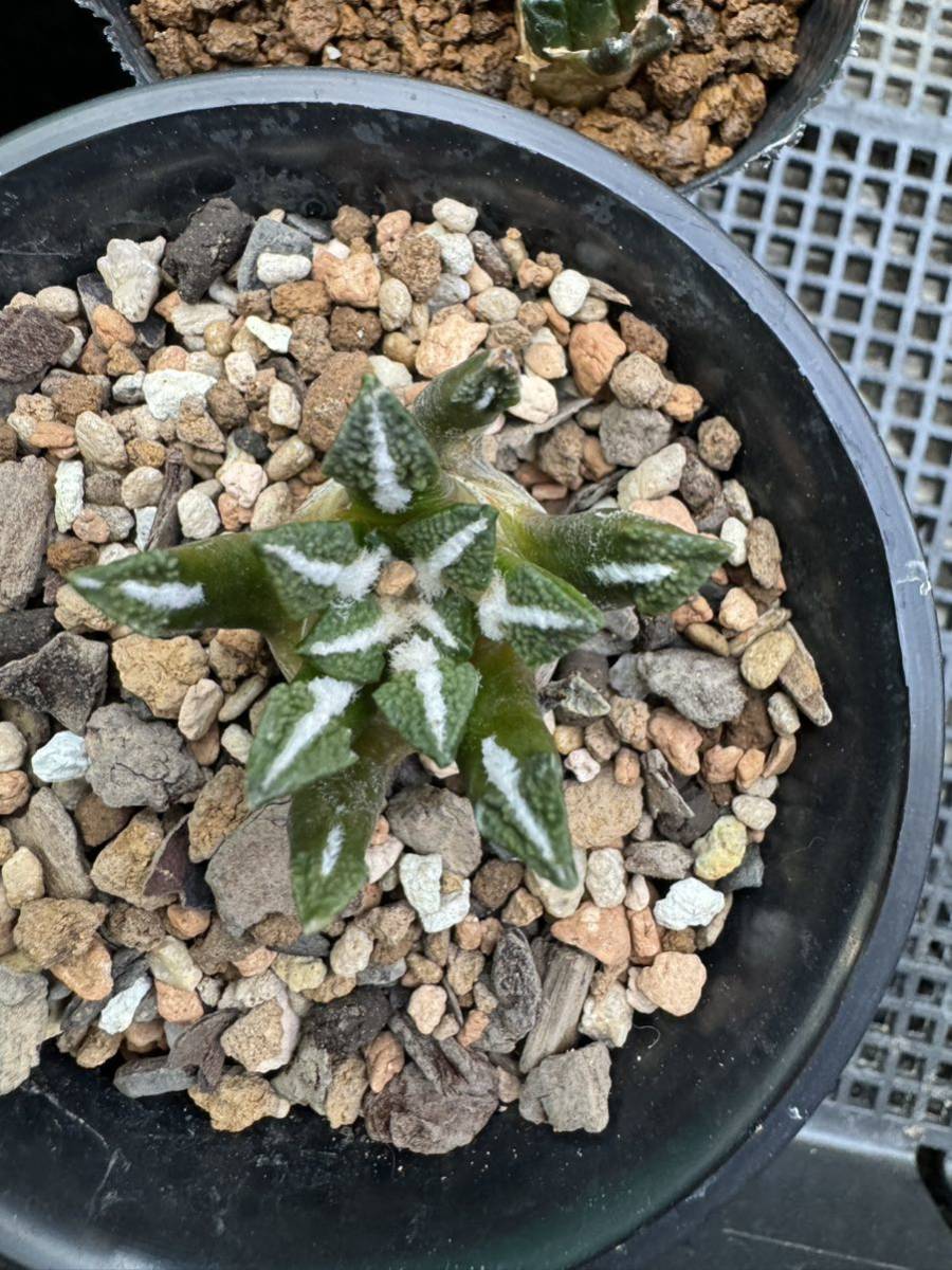 サボテン 黒牡丹 16株セット 自家繁殖苗 実生苗 アリオカルプス