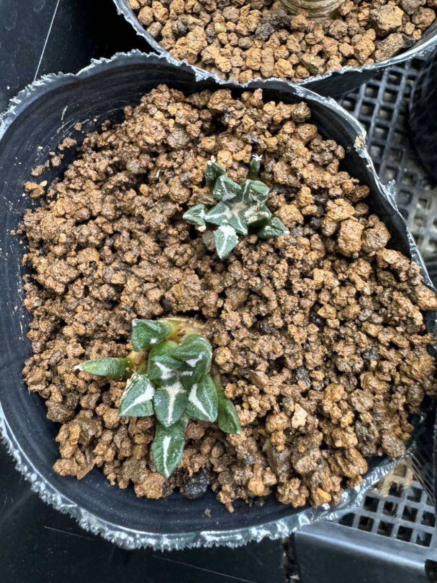 サボテン 黒牡丹 16株セット 自家繁殖苗 実生苗 アリオカルプス