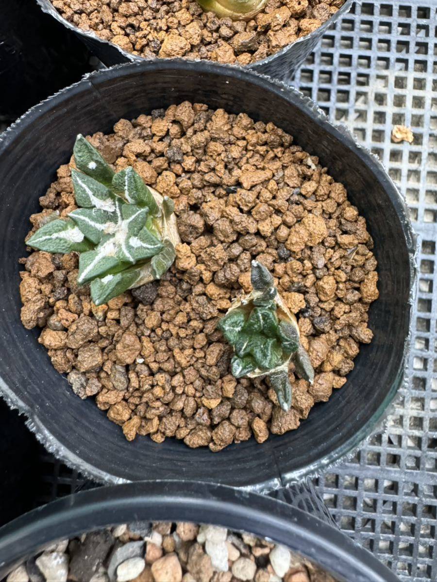 サボテン 黒牡丹 16株セット 自家繁殖苗 実生苗 アリオカルプス