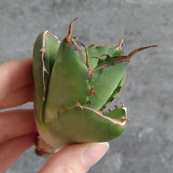 レ*君様 F12067★オークション★イラン産 アガベ チタノタ ローズ 極上大 IR1844】【極上高級株！イラン産◇アガベ チタノタ ローズ◇】Agave