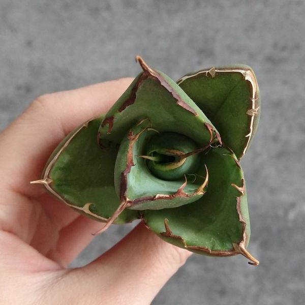 IR1844】【極上高級株！イラン産◇アガベ チタノタ ローズ◇】Agave