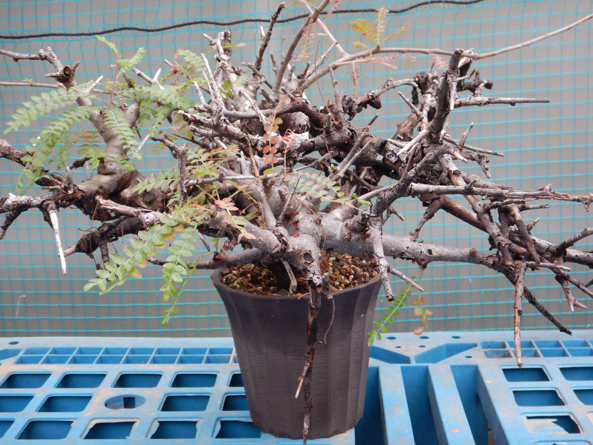 ★ボスウェリア★　ネグレクタ（輸入山木・コレクション株）_1