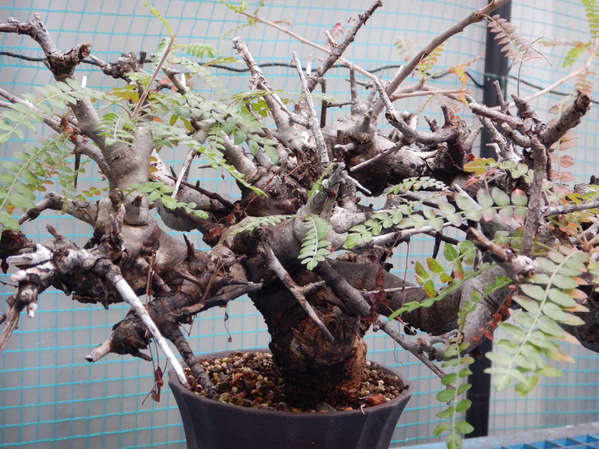 ★ボスウェリア★　ネグレクタ（輸入山木・コレクション株）_2