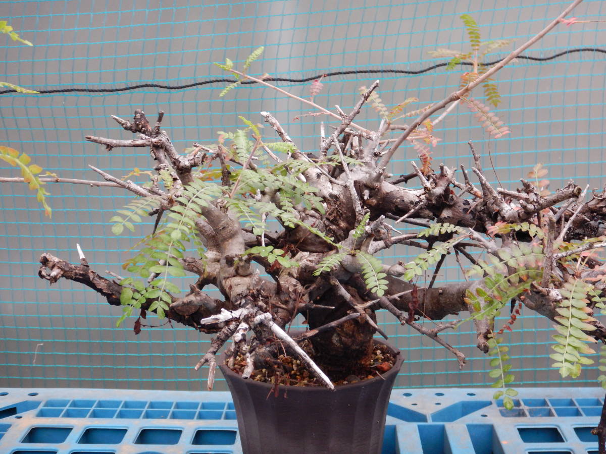 ★ボスウェリア★　ネグレクタ（輸入山木・コレクション株）_3