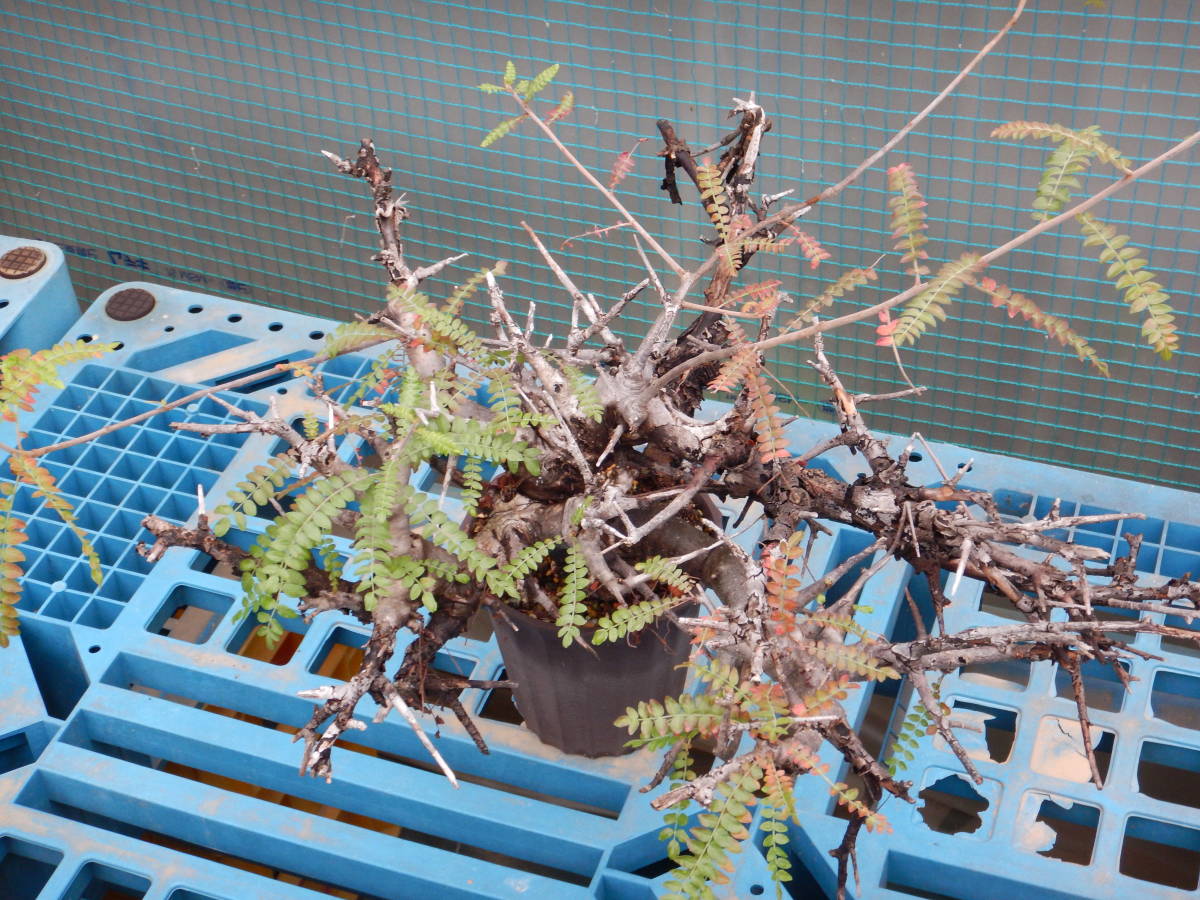 ★ボスウェリア★　ネグレクタ（輸入山木・コレクション株）_4