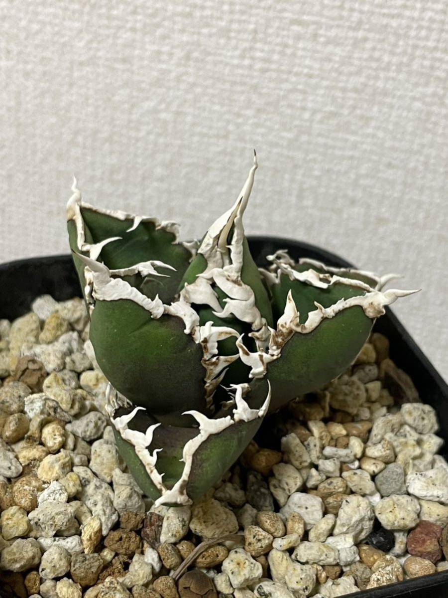 アガベ チタノタ 狼人 育成株