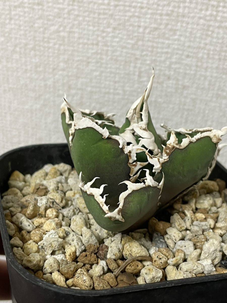 狼人 アガベ チタノタ　育成趣味家の厳選株 アガベ チタノタ 狼人 育成株 【公式通販】