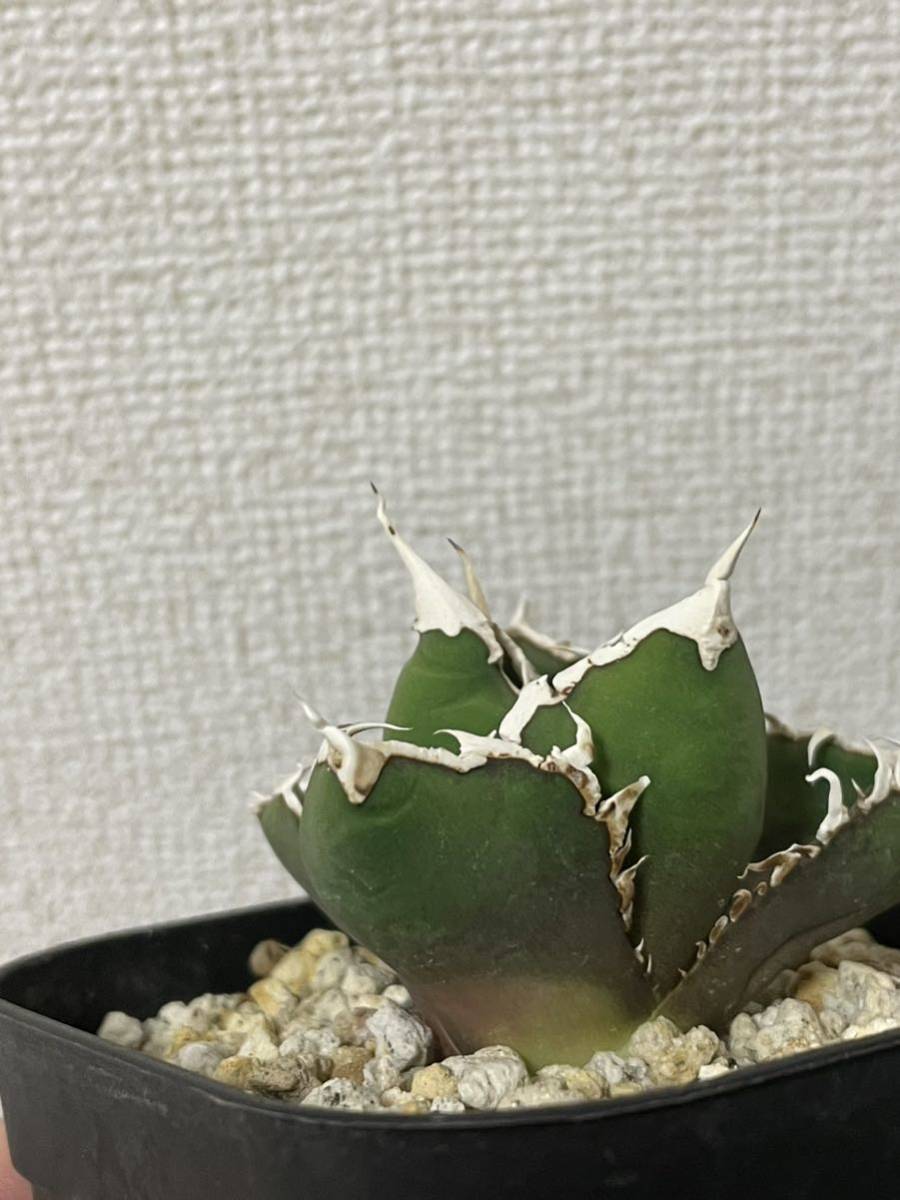 アガベ チタノタ 狼人 育成株 【公式通販】