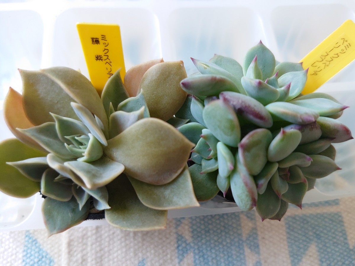 ミックスベリア おらいさん苗 12苗セット【そわそわ・円・ベリースフレ