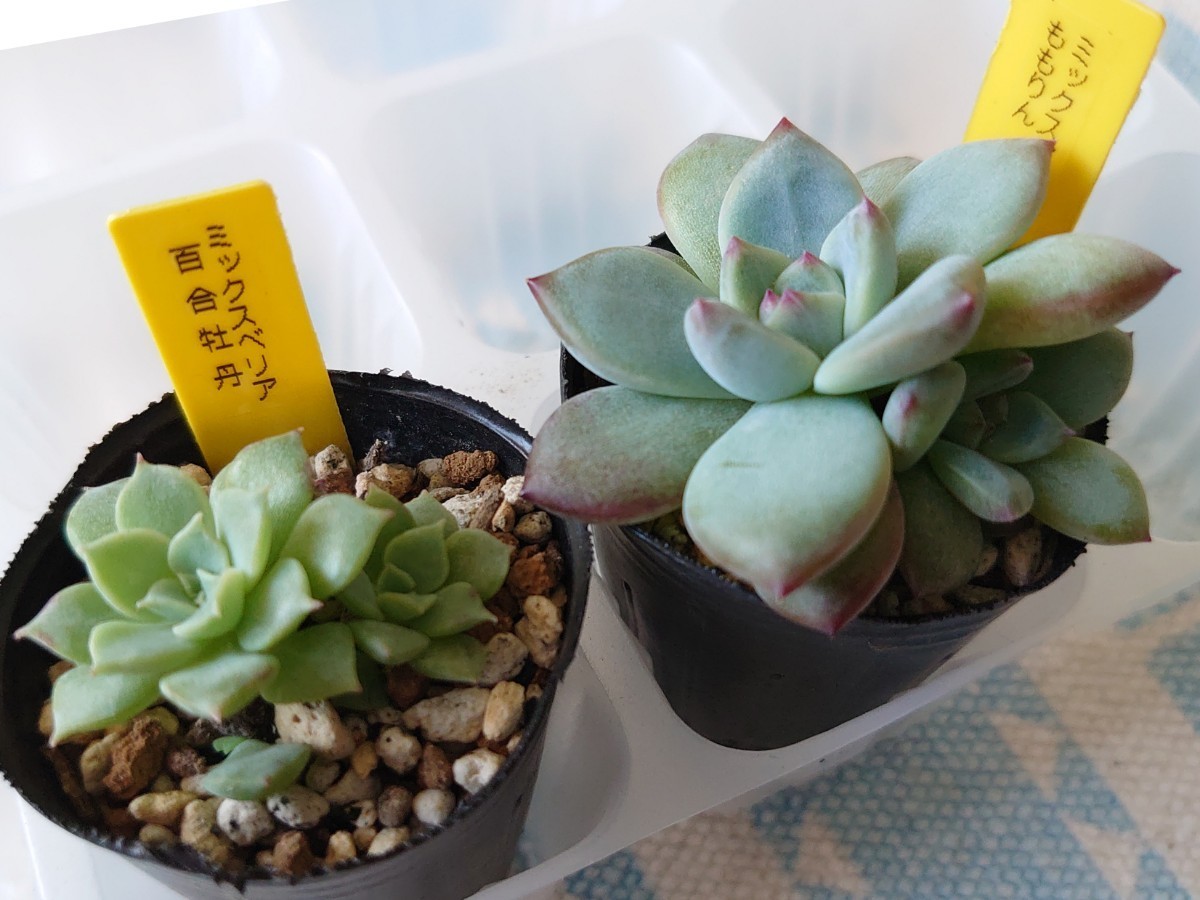 ミックスベリア おらいさん苗 12苗セット【そわそわ・円・ベリースフレ