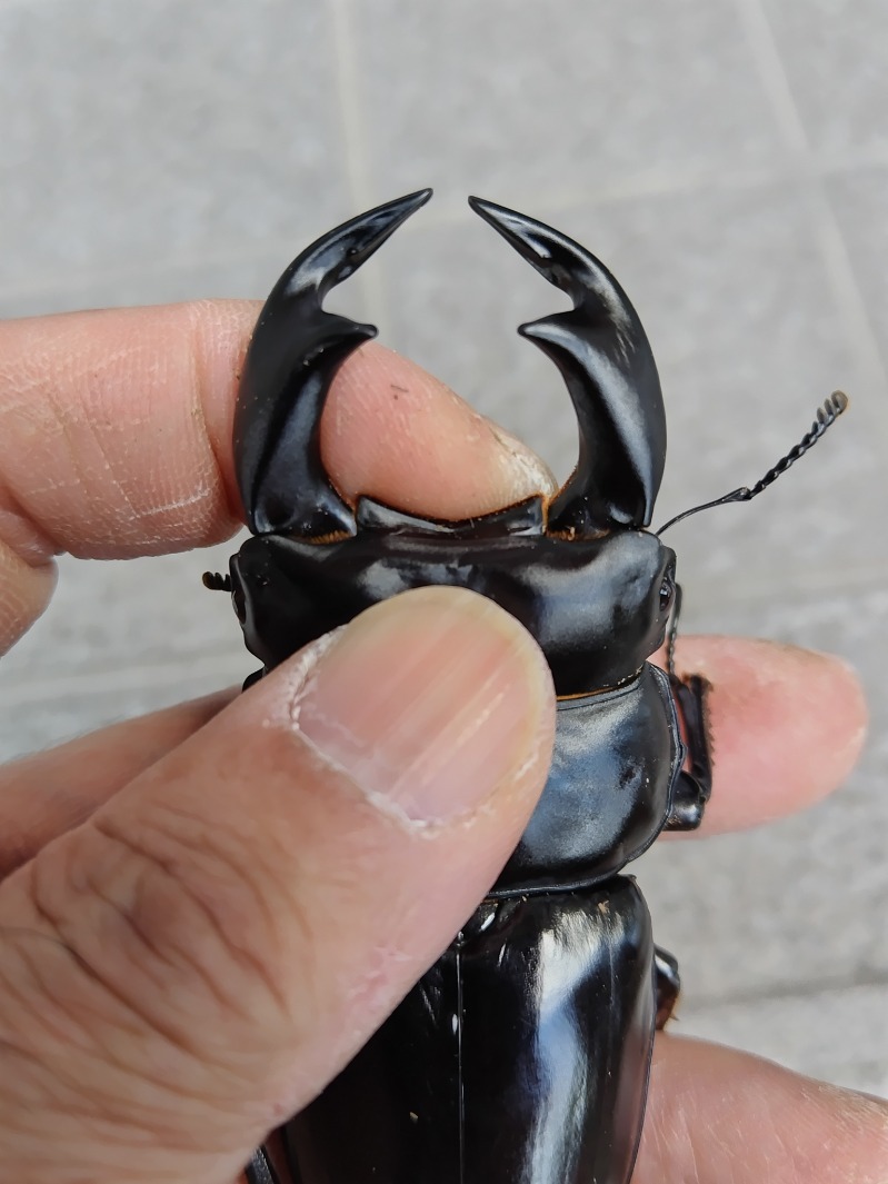 極太大型・ブータンアンテ（アンタエウスオオクワガタ）87×52ミリ成虫ペア　⑦