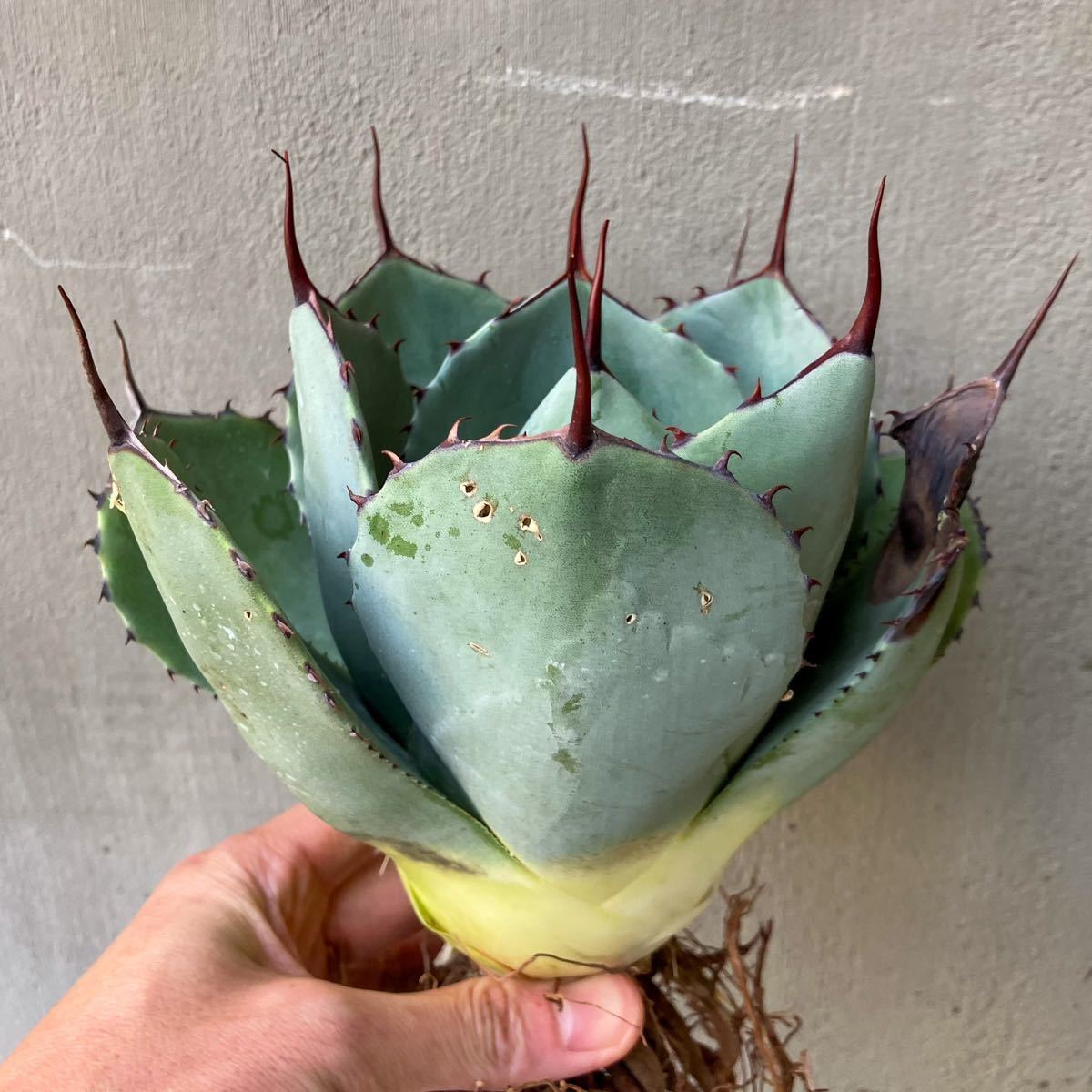 アガベ　パリートランカーター大株 パリートランカータ US輸入大株 agave parryi アガベ 検)titanota