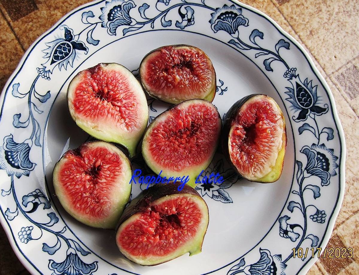 いちじく挿し穂木 Raspberry latte ラズベリーラテ 2本 