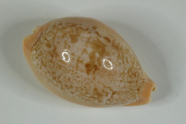 ニッポンダカラ タカラガイ 宝貝 貝標本 貝殻の入札履歴 - 入札者の順位