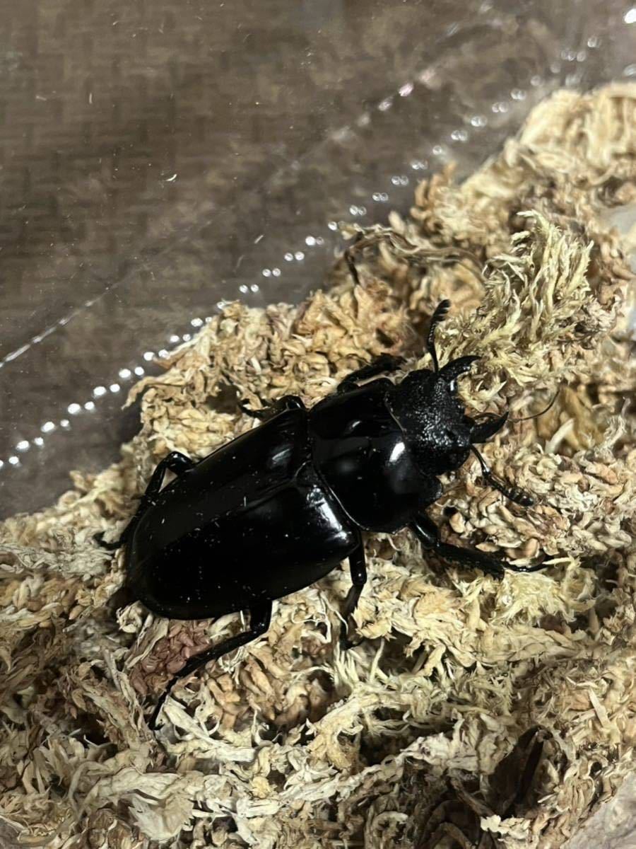 ケイスケ　ギラファ　ノコギリクワガタ　成虫セット　メス×２