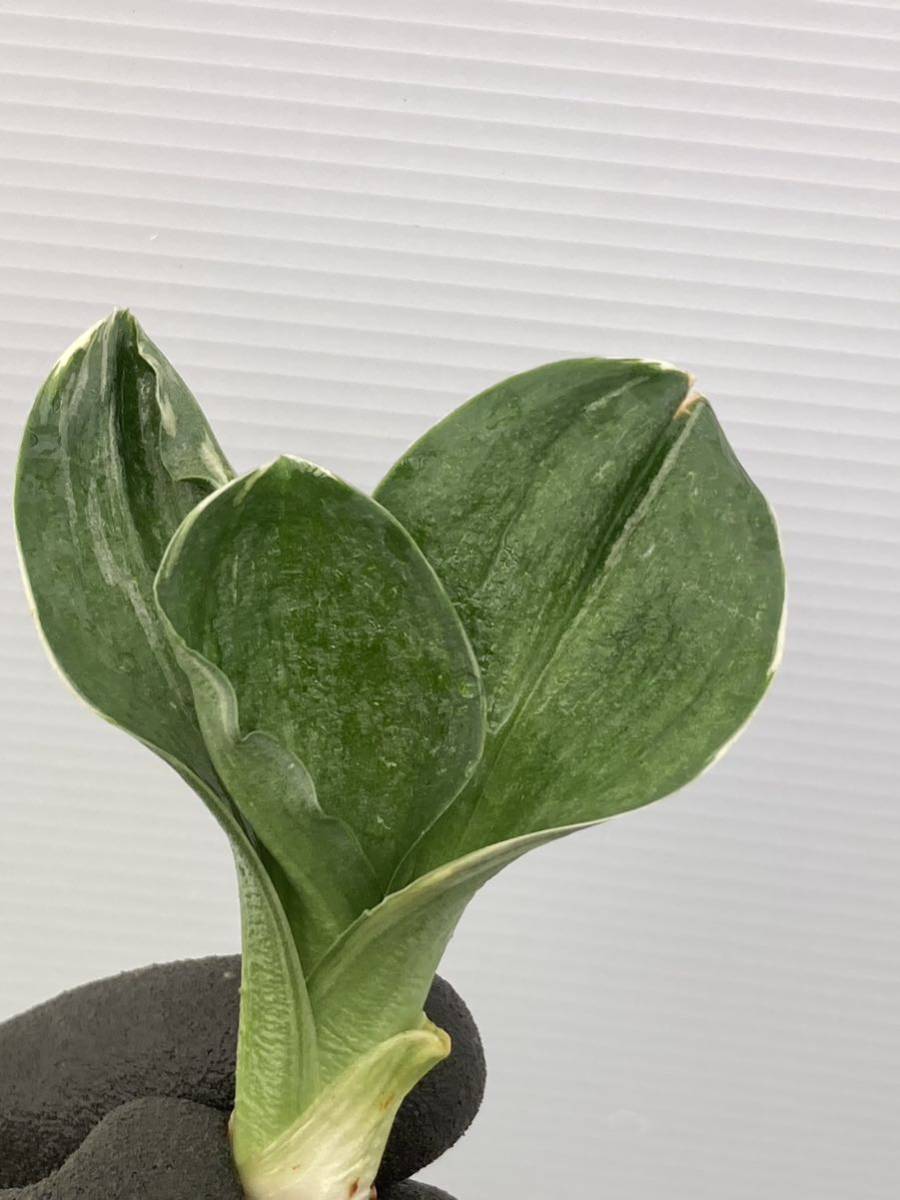 万年青 オモト おもと 古典園芸 観葉植物 羅紗系 力和