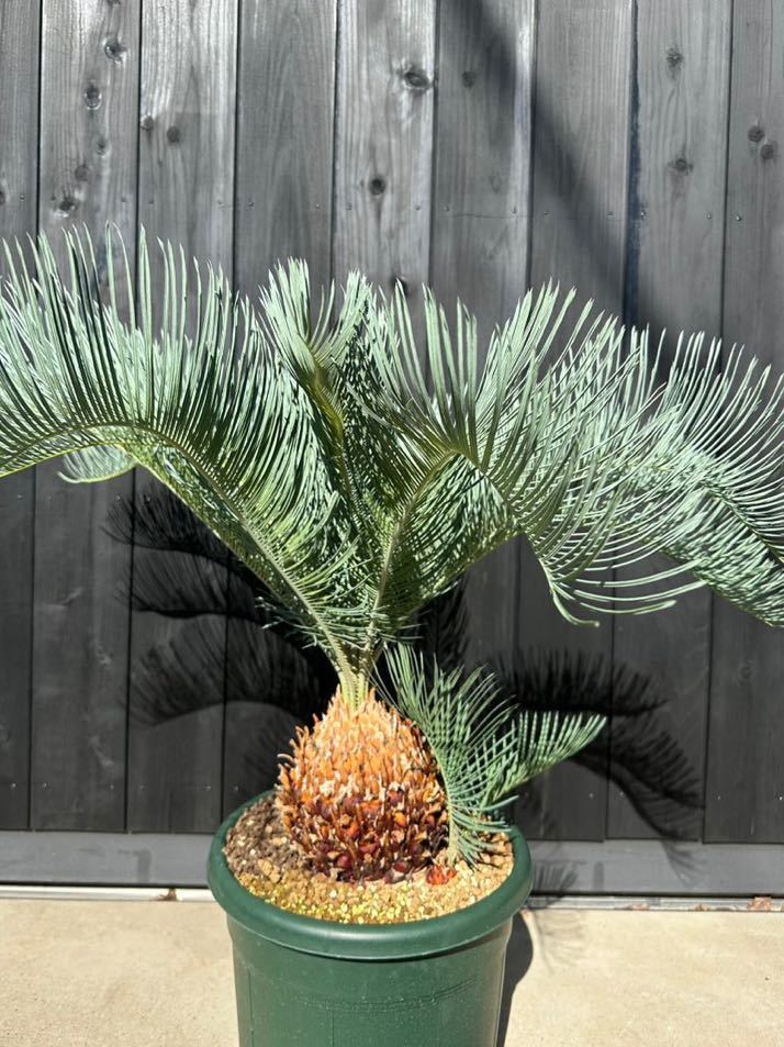 サイカス カイルンシアナ 10号鉢 特選株 B9830017 新品・未使