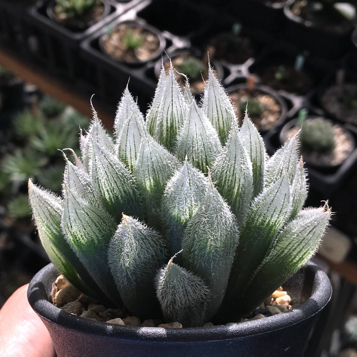 安い，大人気 原種 ハオルチア ベヌスタ H. salina var. venusta GM292 NE of Alexandria 多肉植物(サボテン)｜売買されたオークション情報、yahooの商品情報をアーカイブ公開 - オークファン サボテン