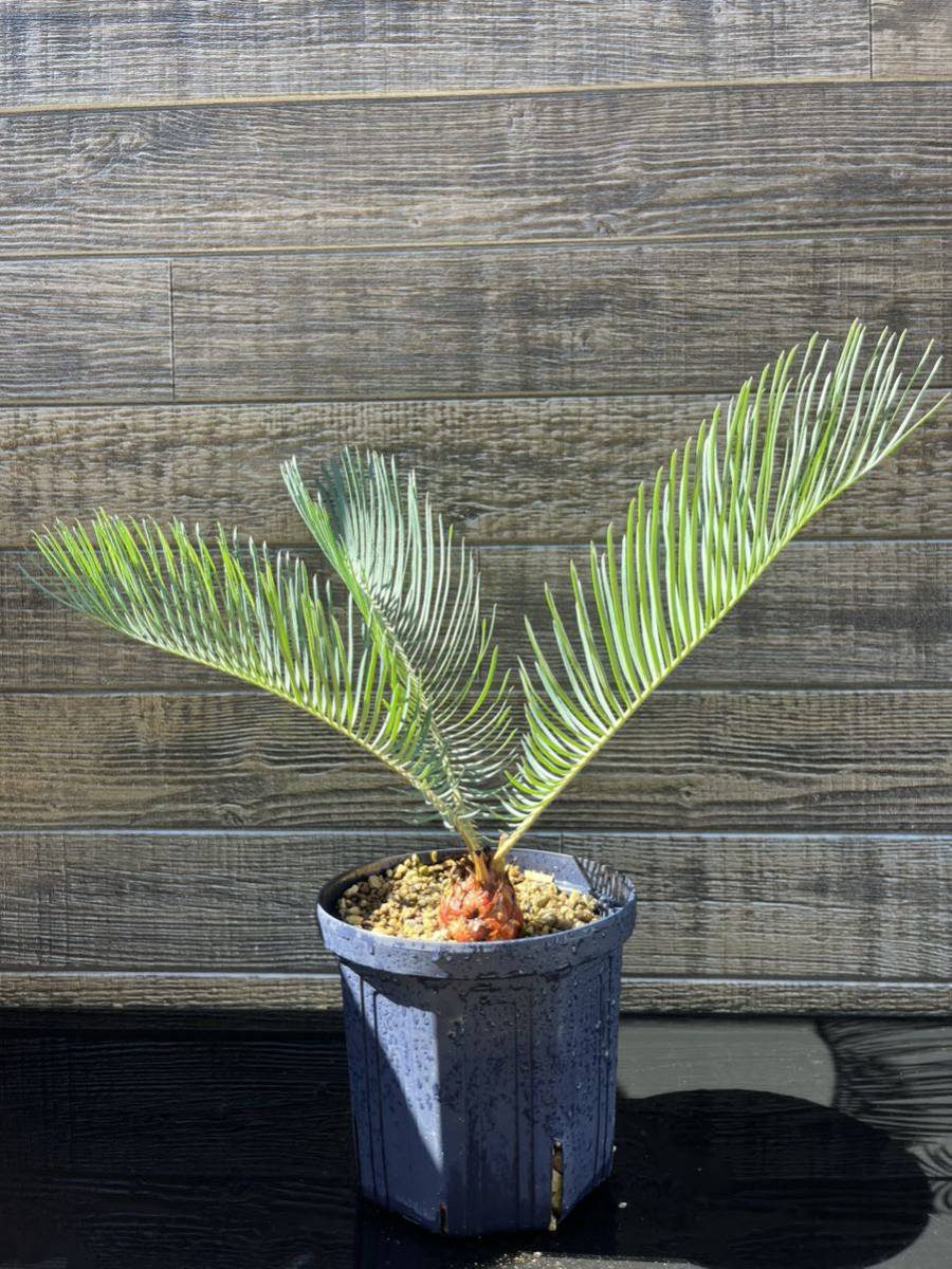 Aスーパードワーフ 超レア株 サイカス カイルンシアナ⁄オーストラリア