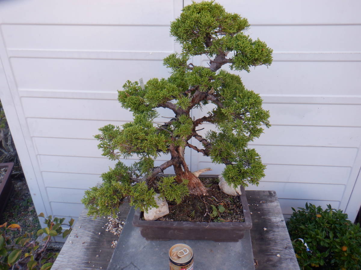 BONSAIクラブ　1円～★真柏（50㎝）★T-2