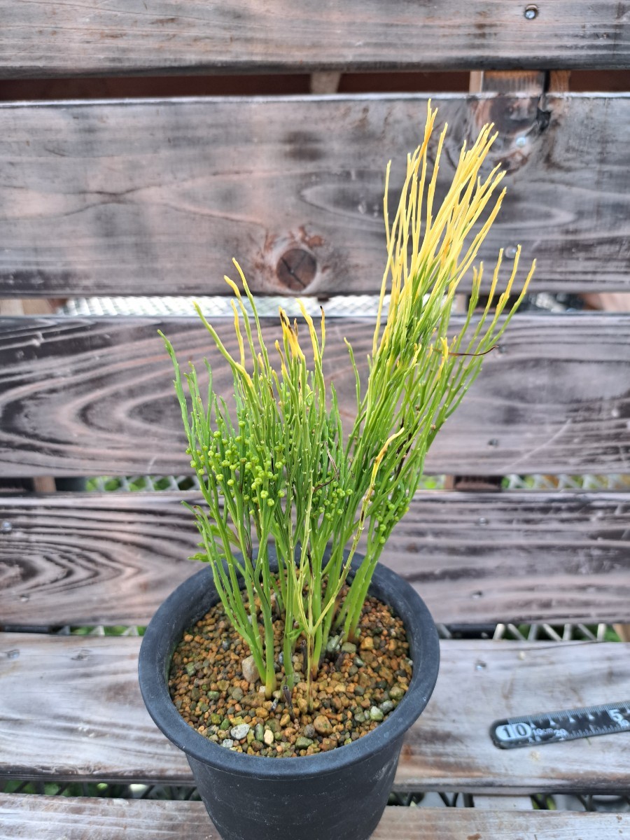 松葉蘭 青龍角 マツバラン シダ 古典園芸 観葉植物 【公式通販】