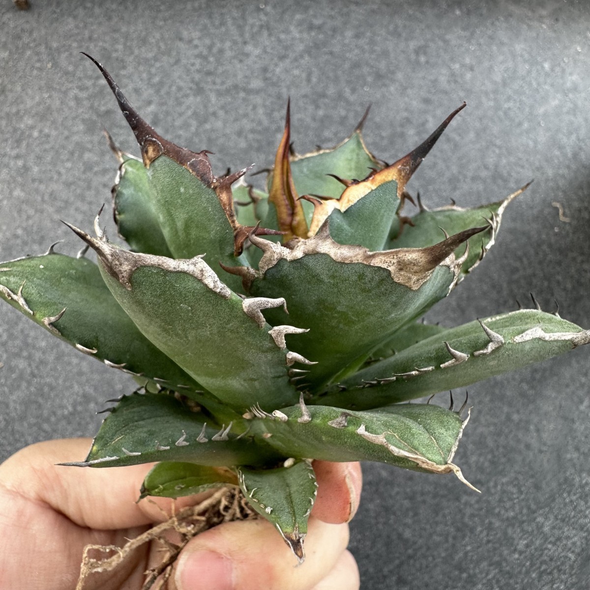 L38 【パンダ園芸】【AGAVE TITANOTA FO-076】 アガベチタノタ　宝珠 中株