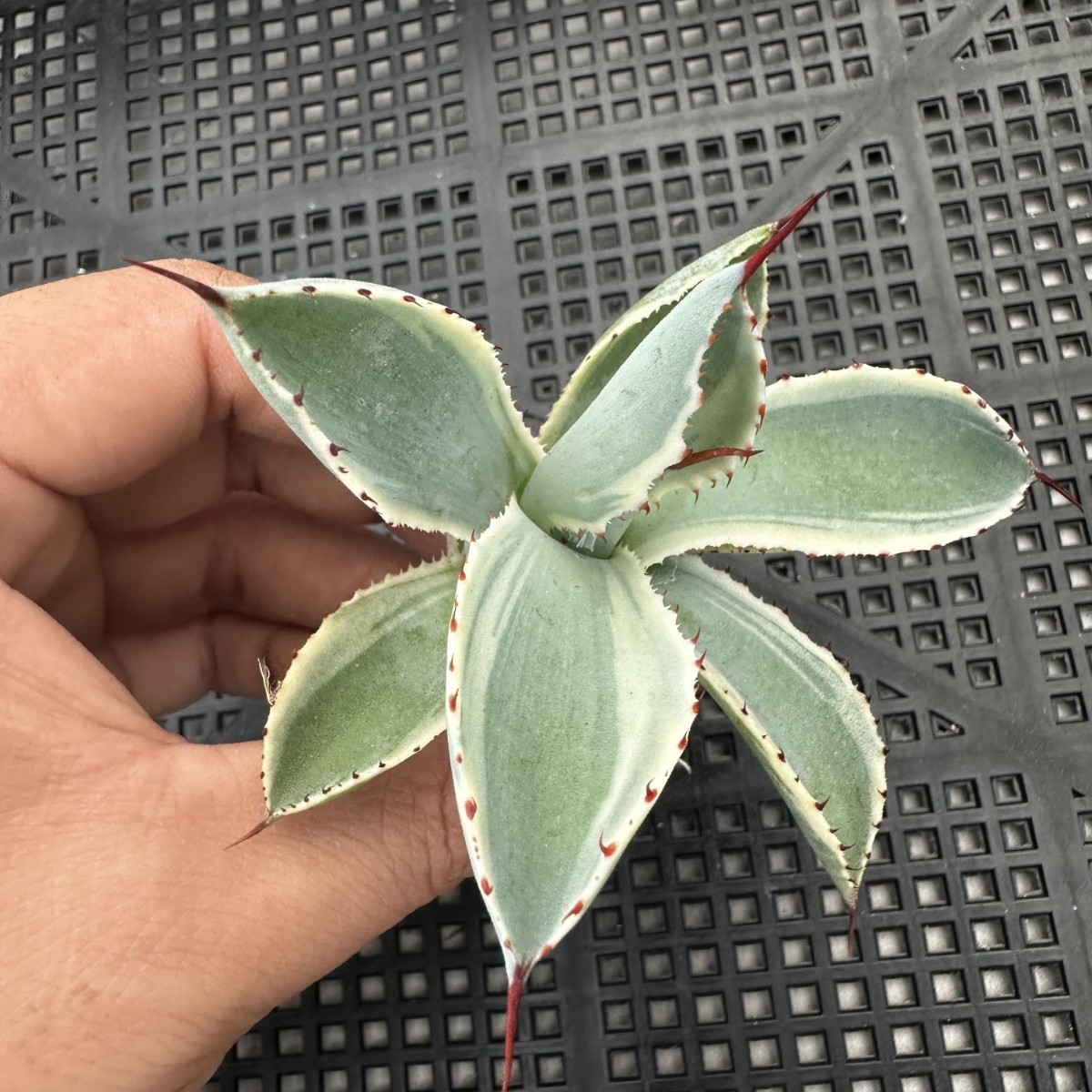 31E 多肉植物 アガべパリー トランカータ オリザバ 極上