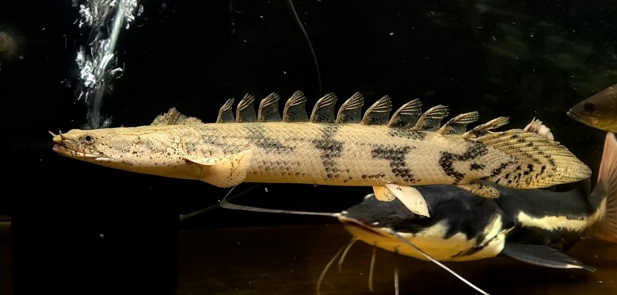 一円スタート Po. エンドリケリー 爆食 35cm 死着保証有り