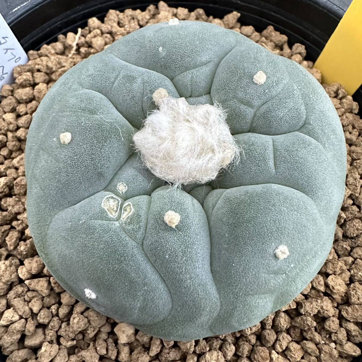 ☆奈研☆サボテン・多肉植物☆868☆ロホホラ 疣銀冠玉の