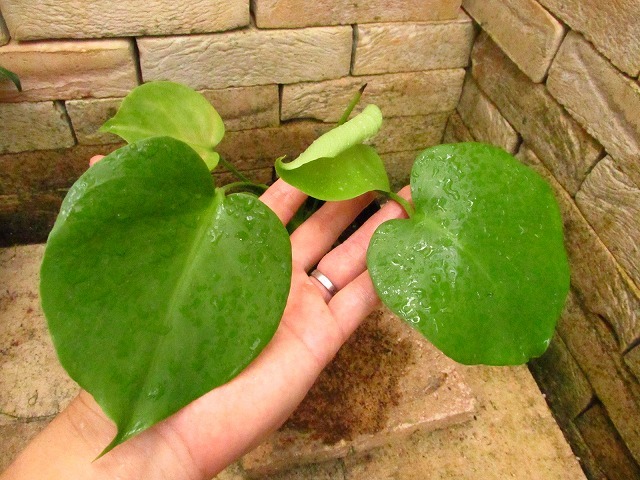 モンステラ モンステラ デリシオーサ 黄金葉(Monstera deliciosa aurea