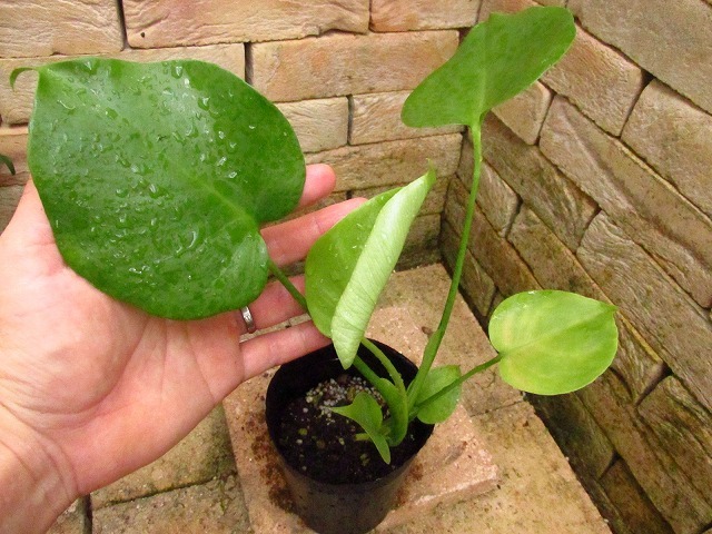 モンステラ モンステラ デリシオーサ 黄金葉(Monstera deliciosa aurea