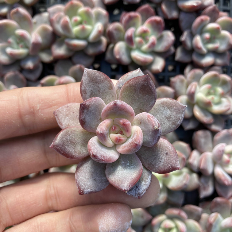 1031-QY061デアデビル25個 多肉植物 韓国 エケベリア -千葉MS基地(11/3発送)