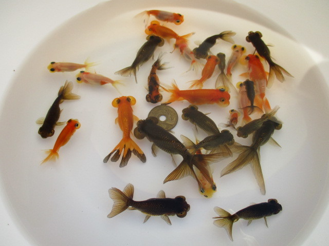 キャリコ水泡眼 スイホウガン 普通鱗主体 黒子（2023年産）25匹+＠