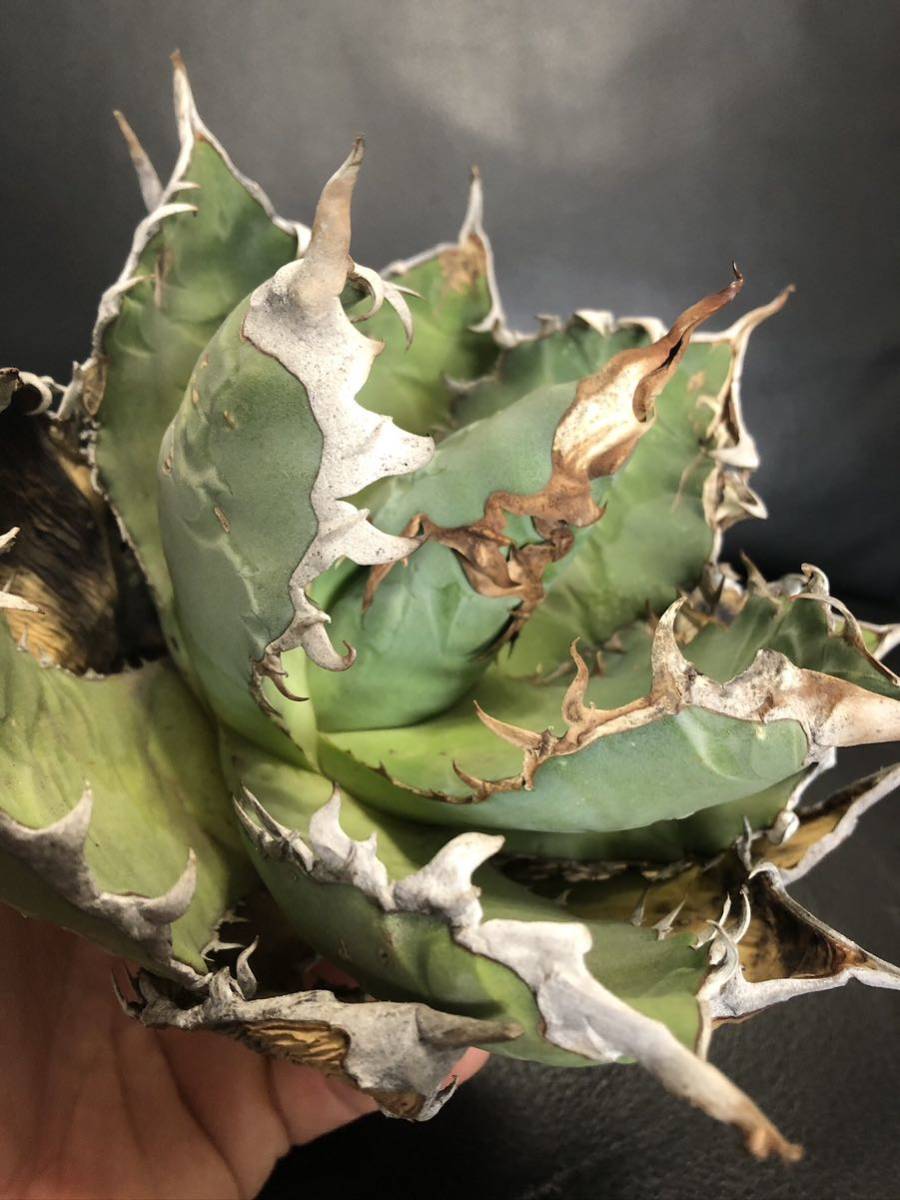 61D アガベ チタノタ オアハカ産オテロイ Oaxaca oteroi メキシコ