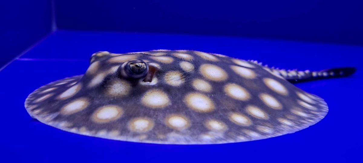 フィッシュマスターオカ] 最高極上極美個体 超ビックスポット ブラック 