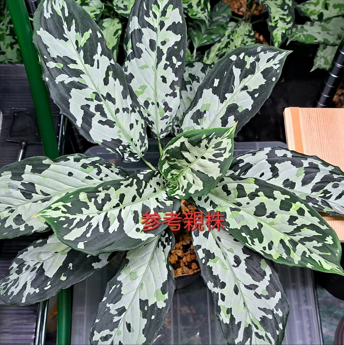 Aglaonema pictum　ホワイトアワン　ANG便　アグラオネマピクタム　白雲