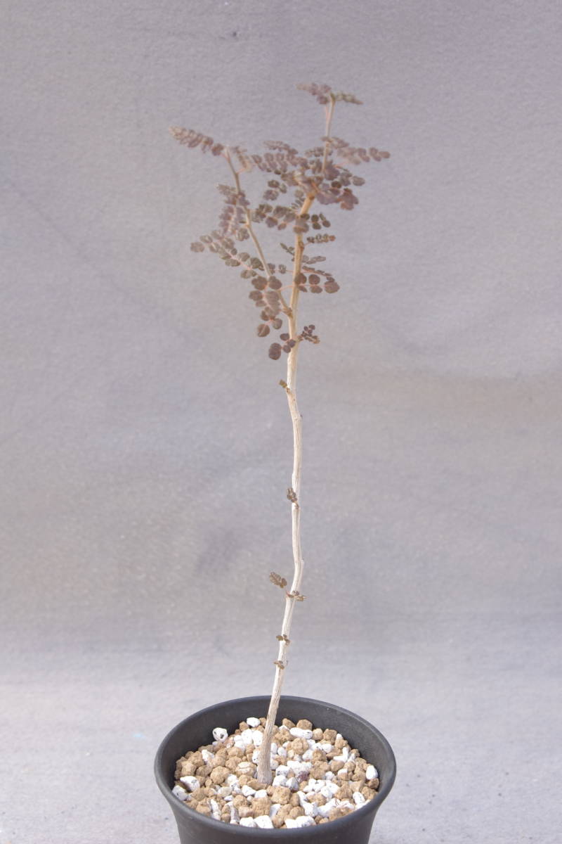 コミフォラ プラニフロンス Commiphora planifrons 実生株 ソコトラ島
