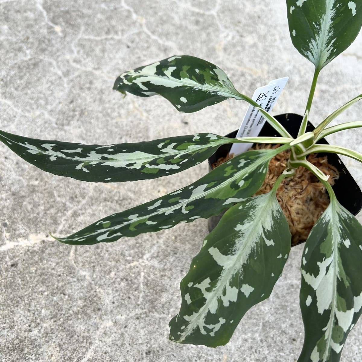 正規タグ付き LA便ネームド株 Aglaonema pictum “妖鳥“ Aceh sumatera 