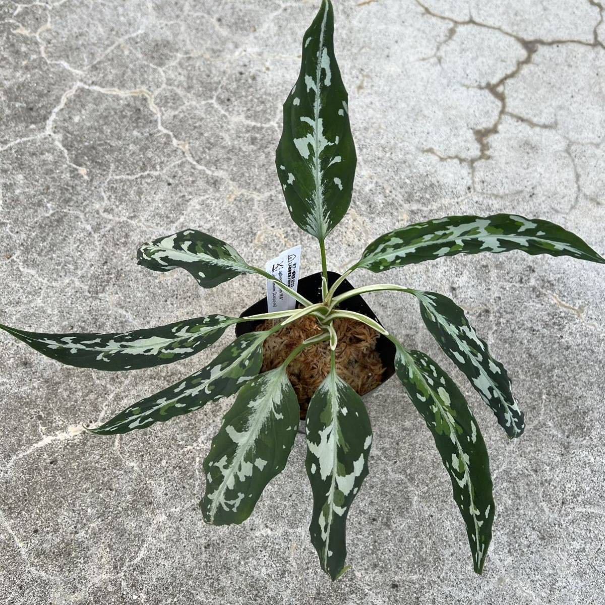 正規タグ付き LA便ネームド株 Aglaonema pictum “妖鳥“ Aceh sumatera 