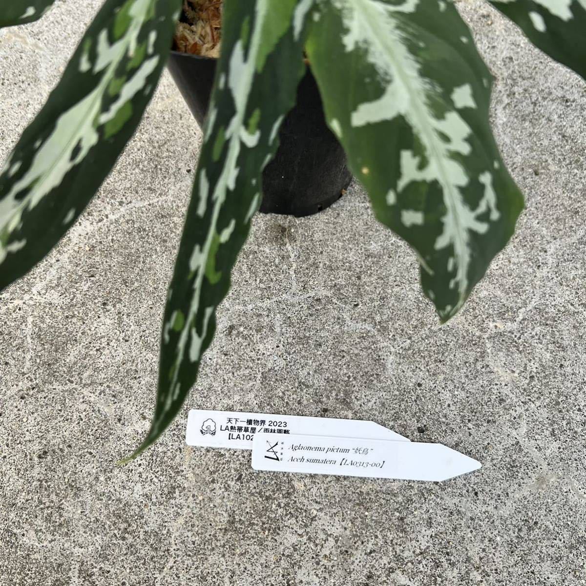 正規タグ付き LA便ネームド株 Aglaonema pictum “妖鳥“ Aceh sumatera 