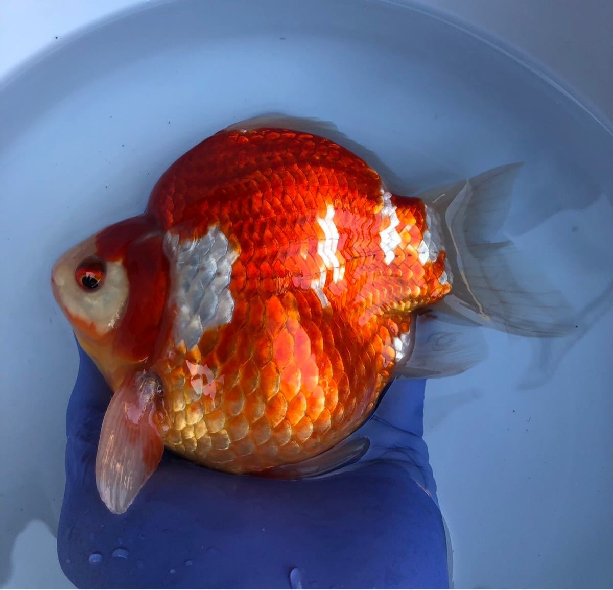 玉サバ 短尾 17cm