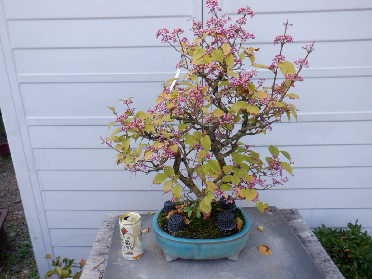 BONSAIクラブ　★ムラサキシキブ（52㎝）★V-2