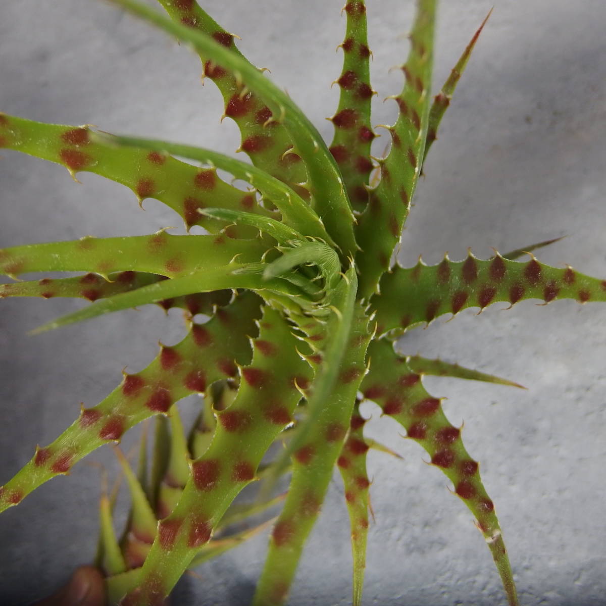 Hechtia sphaeroblasta スファエロブラスタ ヘクチア sphaeroblasta 