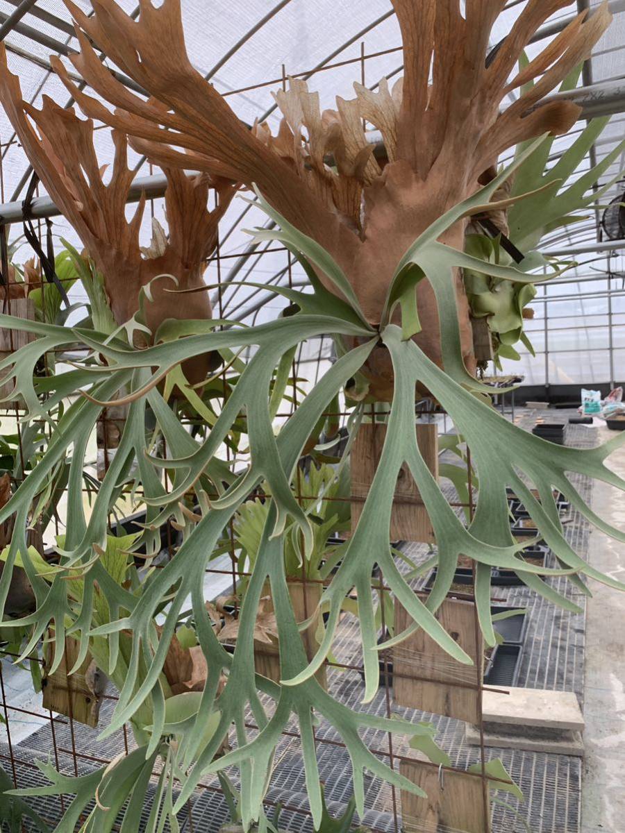 willinckii ビカクシダ Platycerium wild spore Bali P P. 観葉植物