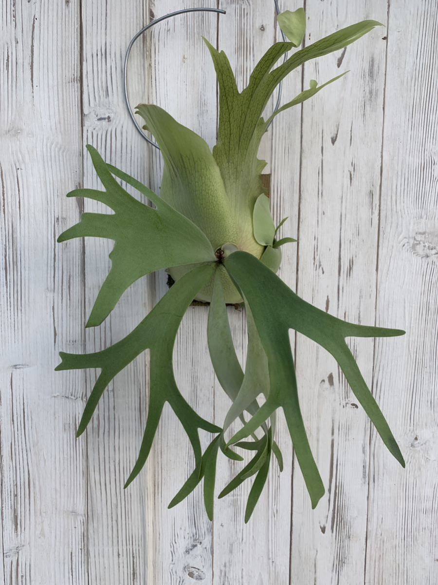 willinckii ビカクシダ Platycerium wild spore Bali P P. 観葉植物