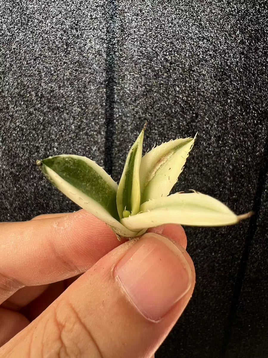 A-18アガベ【特選】 多肉植物 チタノタ スナグルトゥース優良血統 Agave Titanota