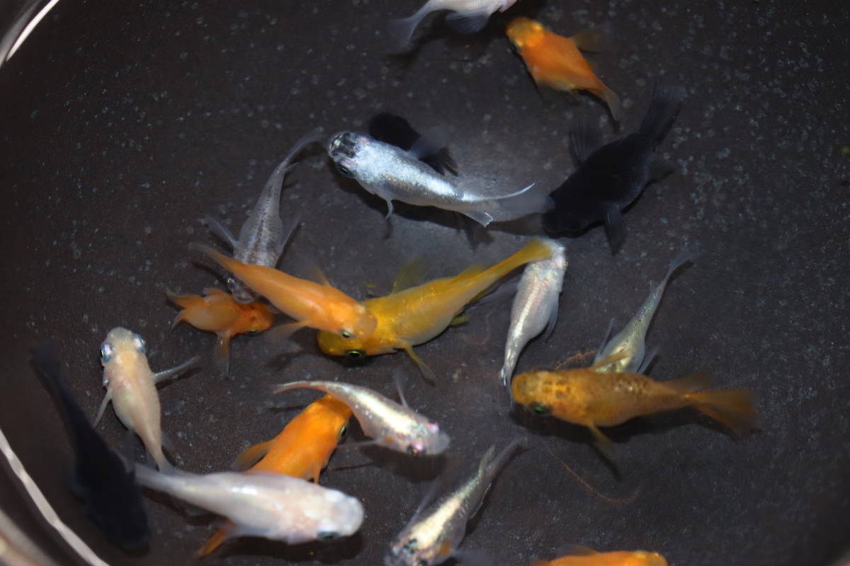 【遊楽園メダカ】現物出品　めだか　ダルマミックス　１５匹　②　　　　　　　