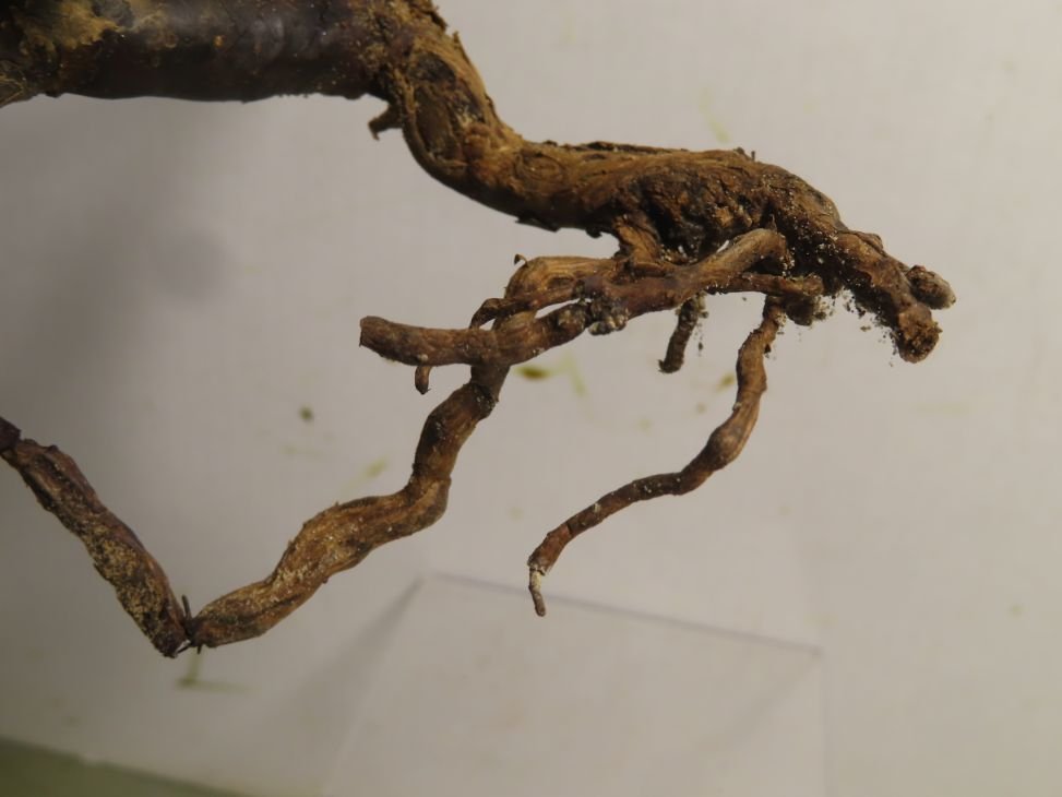ヲ8559 「塊根植物」モンソニア ムルチフィダ 抜き苗【Monsonia