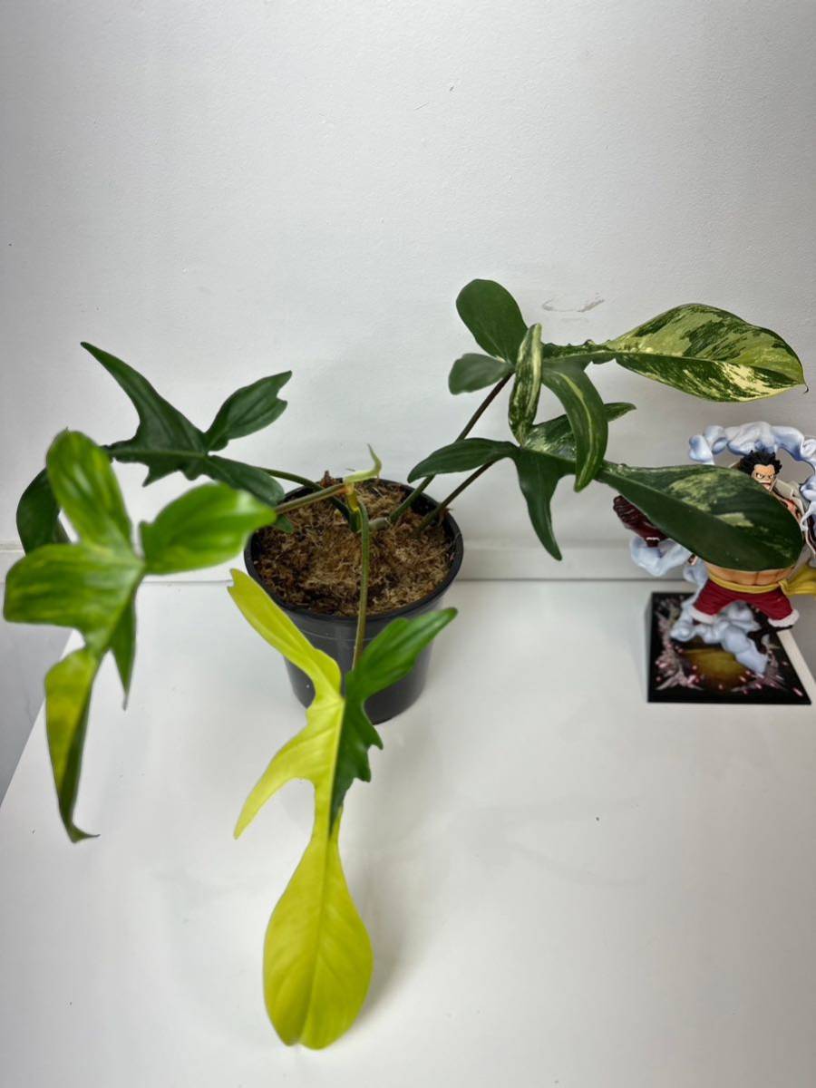 フィロデンドロンフロリダビューティー斑入りPhilodendron 'Florida